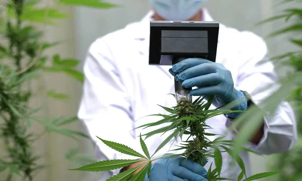 Cannabis Software: Revolutionizing Lab Management and Compliance